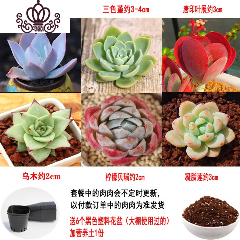 封后多肉植物组合盆栽桃蛋生石花套餐稀有品种法师老桩套餐a 如图6颗 送盆送土不含盆图片 高清实拍大图 苏宁易购