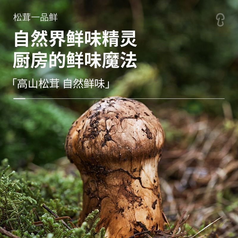 松鲜鲜松茸一品鲜310g*3瓶 0添加 凉拌蘸食 高山松茸自然鲜高清大图