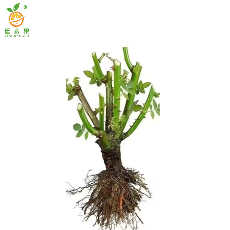 廷豪果 四季花 红粉黄 /颗高清大图