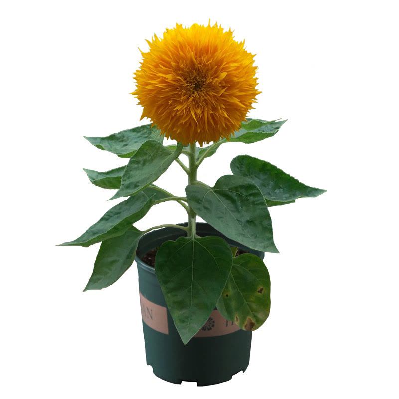 矮向日葵50粒+生长肥料 向日葵种子观赏食用花店切花种籽葵花籽油葵矮秆多头室内外盆栽孑图片