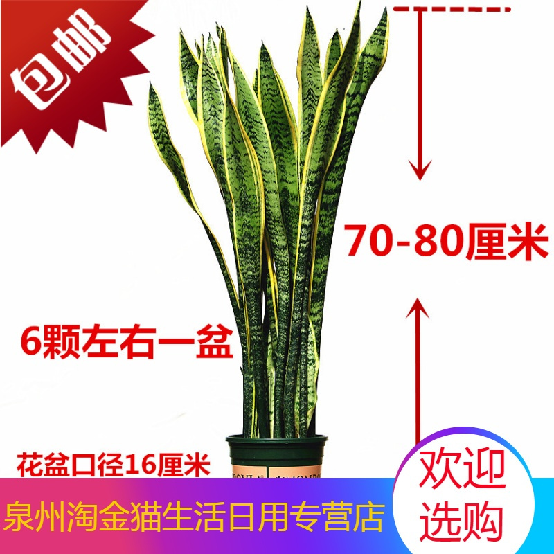 洛凌园艺用品洛凌金边新房吸甲醛多肉植物防辐射室内花卉绿植盆栽高虎尾兰 价格图片品牌报价 苏宁易购泉州淘金猫生活日用专营店