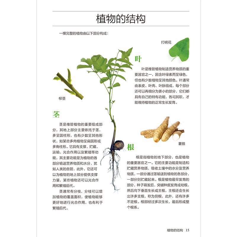 正版新书]野菜图鉴付彦荣 主编 凤凰含章出品9787553753652高清大图