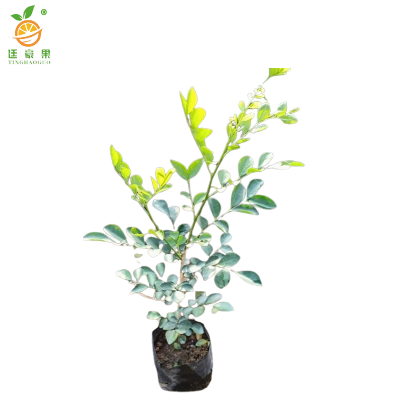 廷豪果 九里香 高40-50cm /棵高清大图