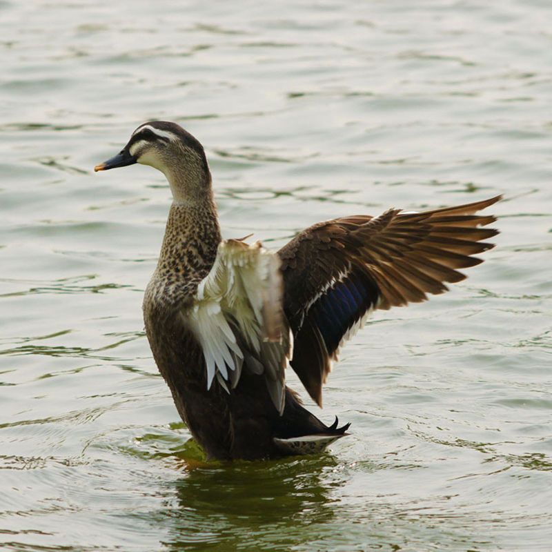 赛卡伊5年老鸭散养新鲜老鸭子土鸭麻鸭农家散养野鸭整只鸭肉送鸭胗