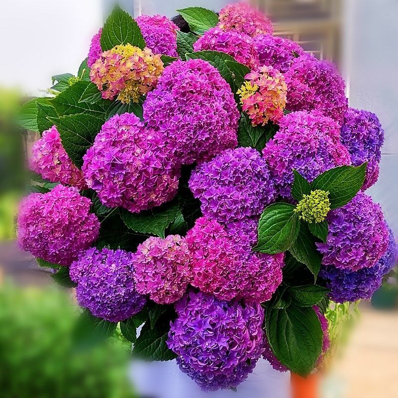 绣球花老桩盆栽好养易活四季开花无尽夏花苗花卉植物室内阳台种植