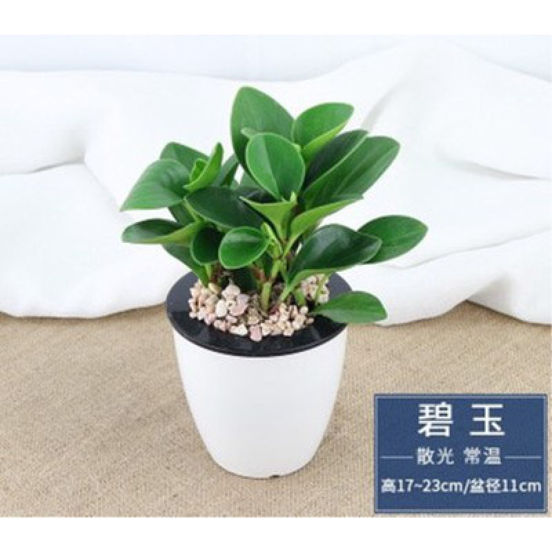 古达盆栽植物室内小盆景客厅绿植水培花卉办公室盆栽文竹碧玉 懒人盆 彩石 土含盆报价 参数 图片 视频 怎么样 问答 苏宁易购