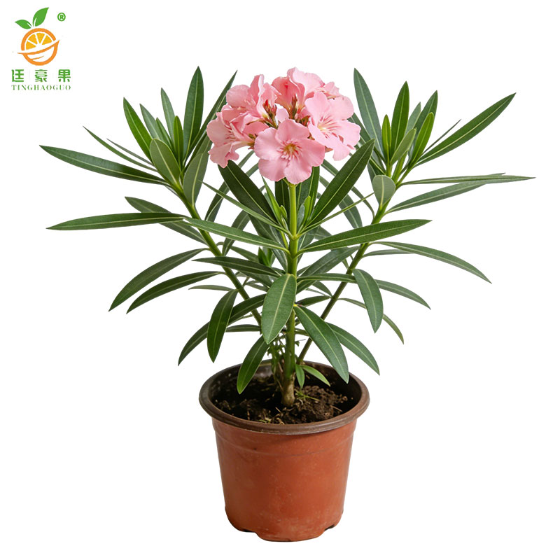廷豪果 夹竹桃 高40-50公分 /棵高清大图