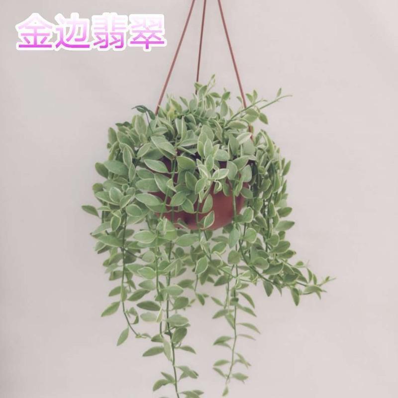 #新品金边翡翠小吊兰长藤垂吊绿植适合种植阳台挂室内装饰易养活 天冷保温发货金边翡翠