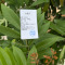 路轶森 龙眼树高 1.5-2.5m 棵