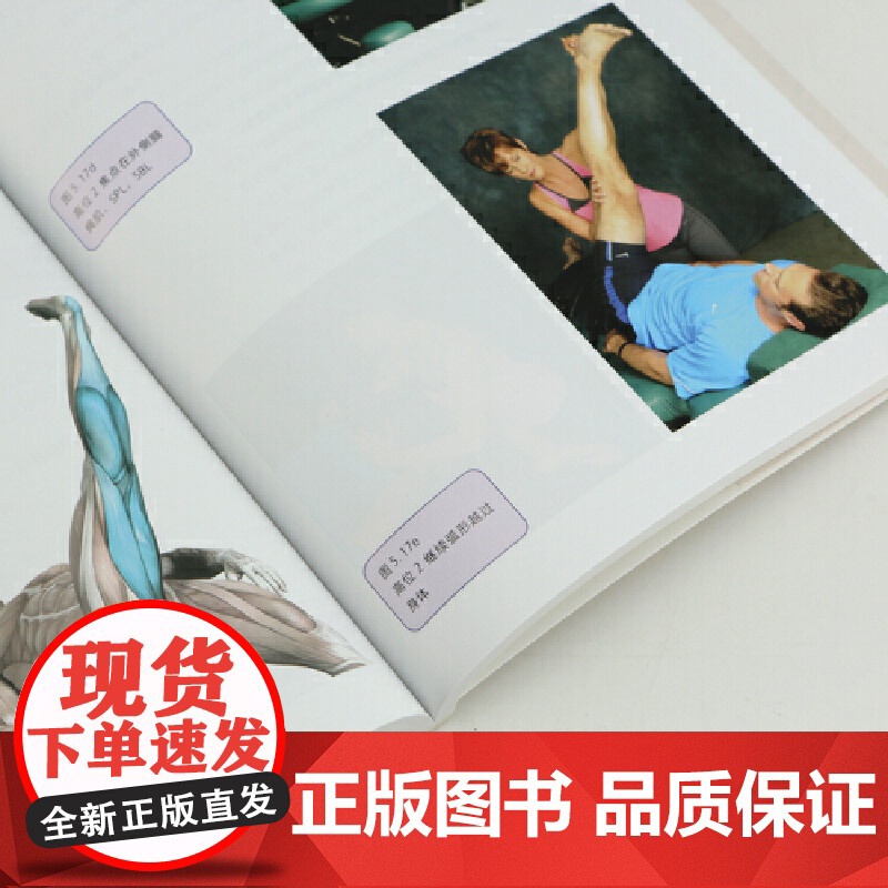 书央视网]筋膜拉伸 直观好理解 方便易操作 可取得快速康复效果 [美] 安弗雷德里克 克里斯 弗雷德里克 译者 李哲 后高清大图