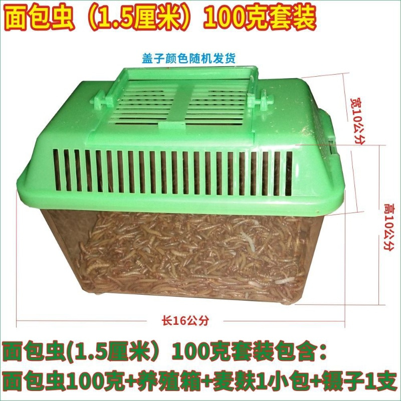 面包虫活体黄粉虫大麦虫宠物饲料画眉八哥小鸟喂乌龟蜥蜴顺丰 面包虫(小点)100克套装 长约1.2~1.7厘米