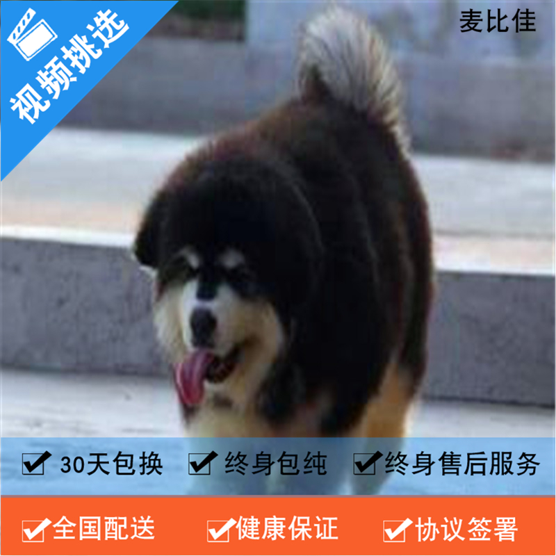 麦比佳 纯种巨型阿拉斯加幼犬活体宠物 熊版十字脸阿拉斯加雪橇犬 双血统烟灰色桃脸阿拉斯加幼崽 巨大型雪橇犬阿拉斯加犬高清大图