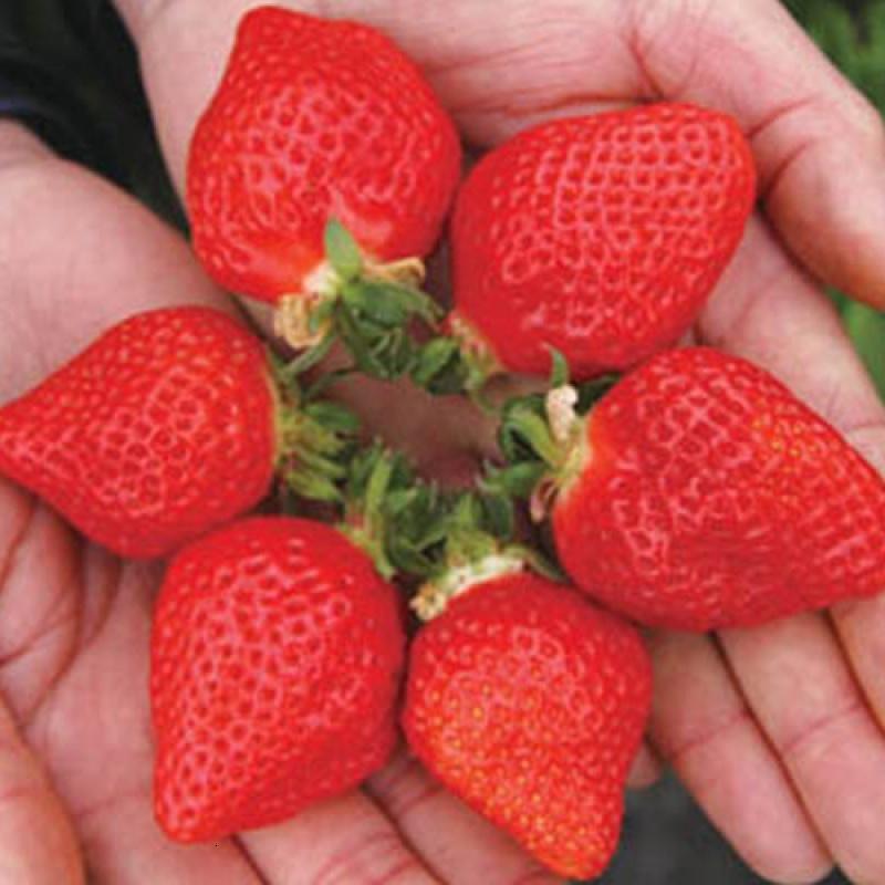 买一送一花种子花卉莓种子奶油莓种子四季莓苗白莓种子报价 参数 图片 视频 怎么样 问答 苏宁易购