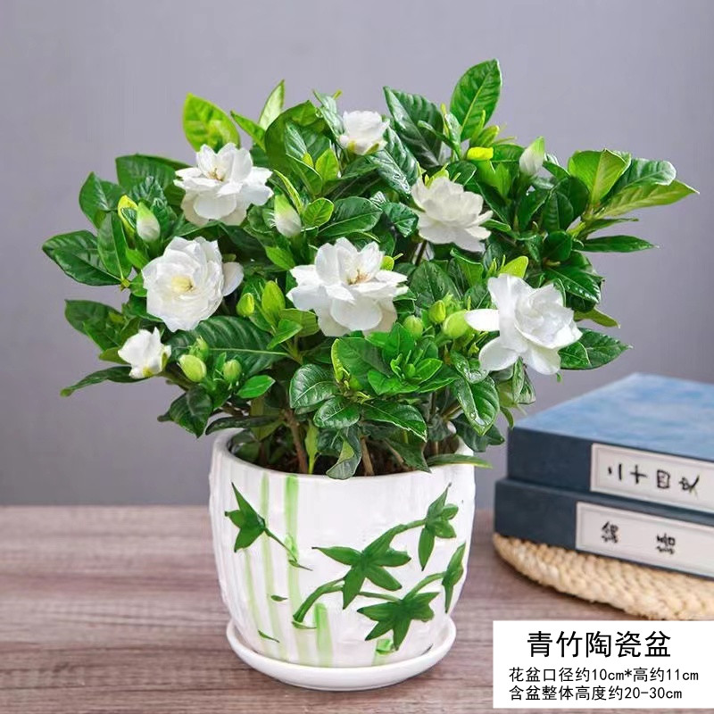 栀子花盆栽九里香水培茉莉花卉绿植物室内四季开花客厅大型绿箩 热销180#精品大型栀子花大青竹陶瓷盆送营养肥