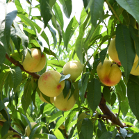 【溧水水蜜桃】水蜜桃鲜果8个 6两左右 约5斤 当季水果甜美多汁