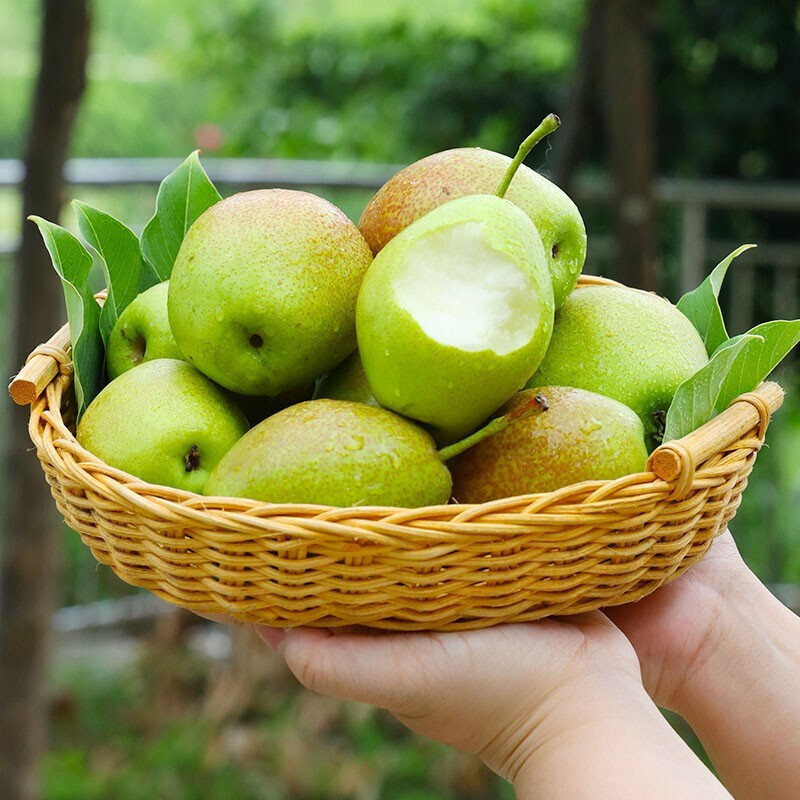 鲜木陕西红香酥梨当季新鲜孕妇水果脆甜大梨子多汁产地新鲜采摘整箱