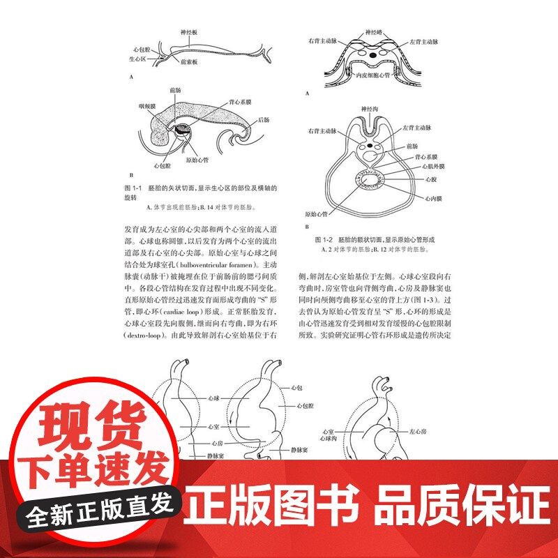小儿心脏病学第5五版 陈树宝 儿童心脏病领域的新进展 儿童心脏病遗传学检测胎儿及新生儿时期心脏病 人民卫生出版社9787高清大图