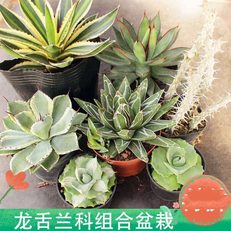 古达鲜花绿植龙舌兰组合小盆栽大型多肉植物新手客厅装饰绿植雷神吉祥冠古达绿植 价格图片品牌报价 苏宁易购凯特多园艺专营店