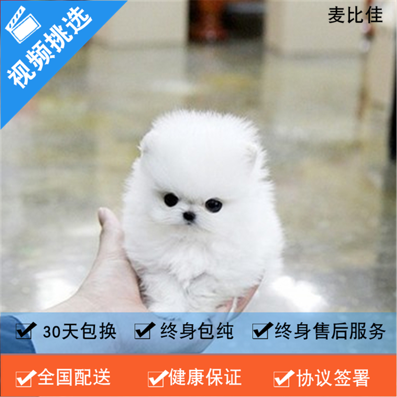 麦比佳 纯种哈多利系球体博美犬活体动物 茶杯博美犬 日系俊杰双血统长不大的茶杯狗白色博美犬 赛级博美犬活体狗狗纯种俊杰犬高清大图