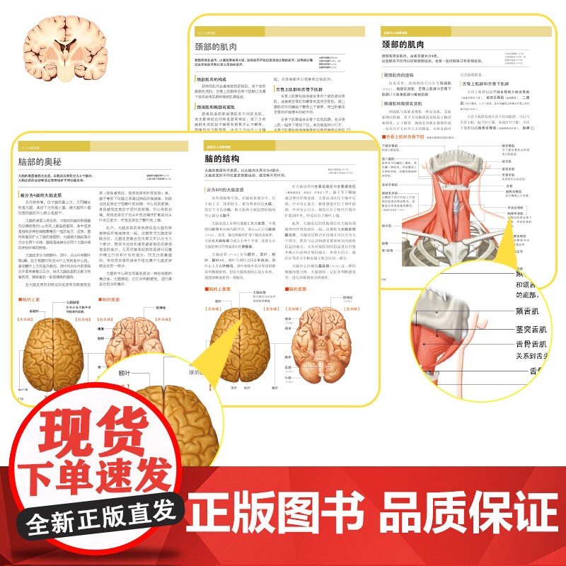 全新3D人体解剖图 人体肌肉解剖运动解剖学断层局部解剖学图谱解剖书教材卫生解剖生理学专业基础医学书运动解剖图谱 书中缘高清大图