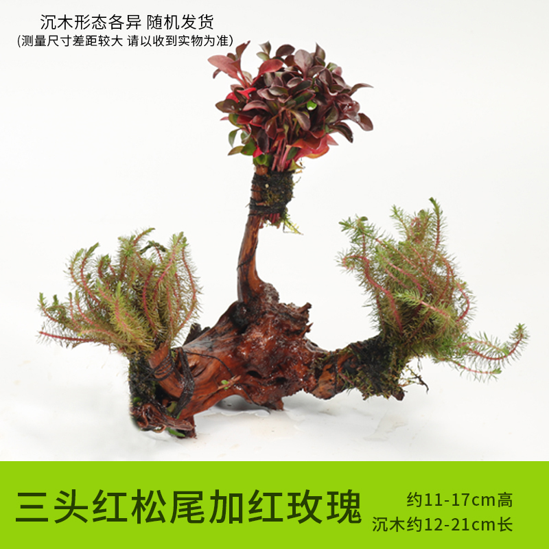 鱼缸装饰造景套餐真水沉木后景缸植物淡水小水榕养鱼懒人