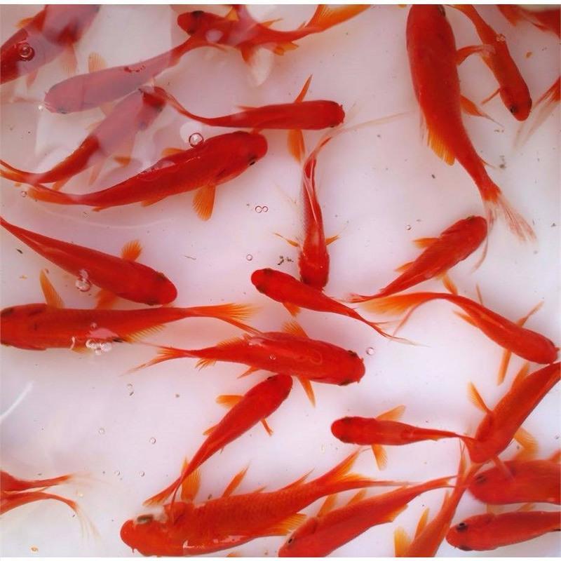 小型观赏鱼碟尾冷水鱼淡水好养活体小金鱼锦鲤鱼饲料鱼自养批发 红草