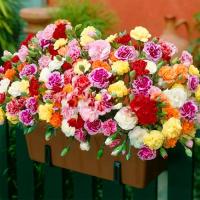 红枫种子四季种易活室内盆栽庭院观花叶绿植物花种子开花不断