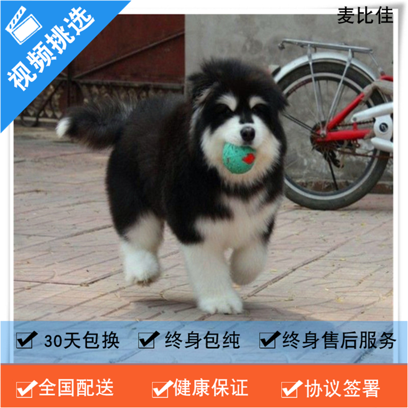 麦比佳 纯种巨型阿拉斯加幼犬活体宠物 熊版十字脸阿拉斯加雪橇犬 双血统烟灰色桃脸阿拉斯加幼崽 巨大型雪橇犬阿拉斯加犬F高清大图
