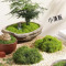 仿真苔藓丝仿生草坪景观造景绿植小草盆景铺面假苔藓鱼缸假草青苔