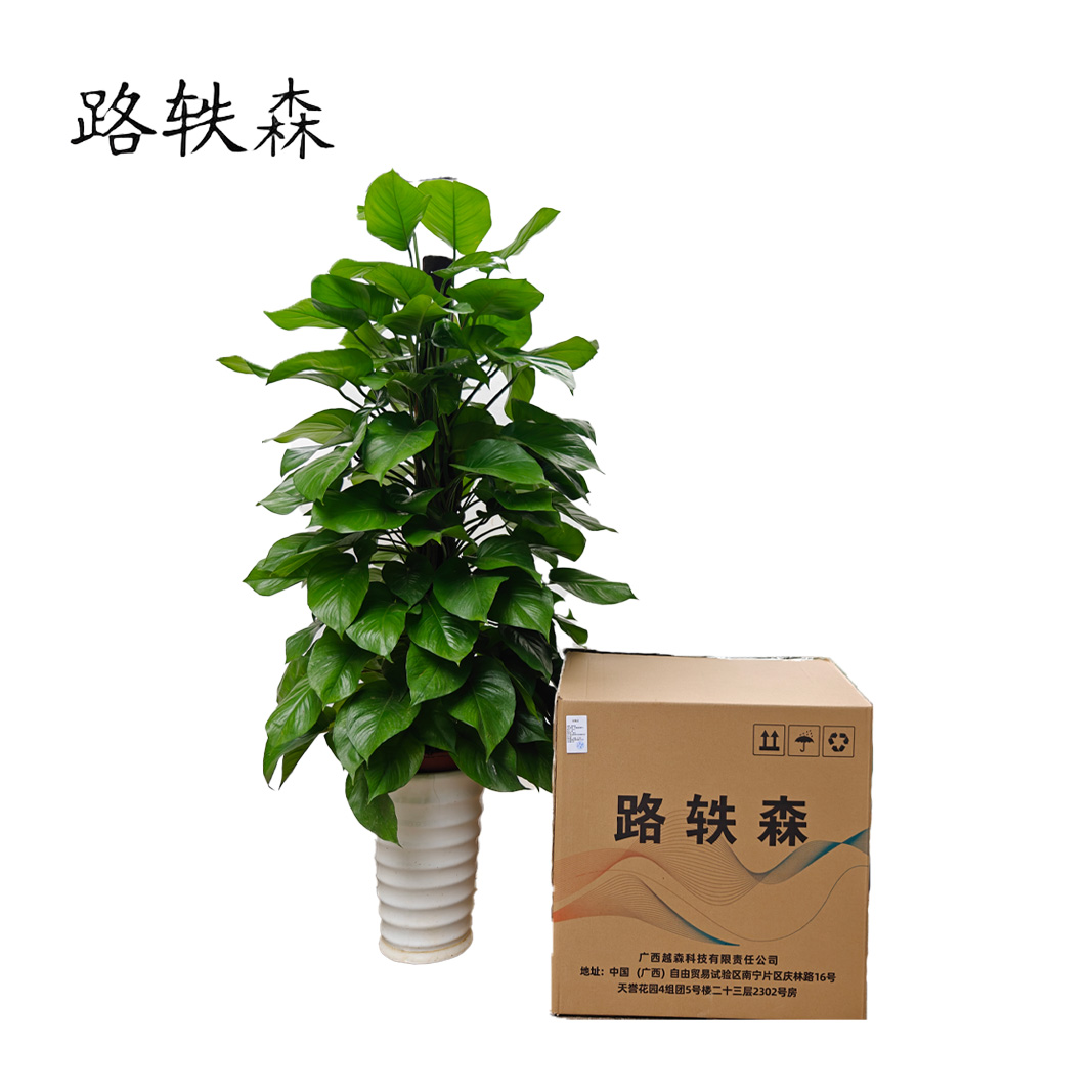 路轶森 白瓷盆绿萝柱 180cm 盆高清大图