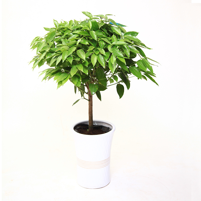 大型绿植平安树盆栽大客厅幸福树四季常青绿色植物花卉办公室