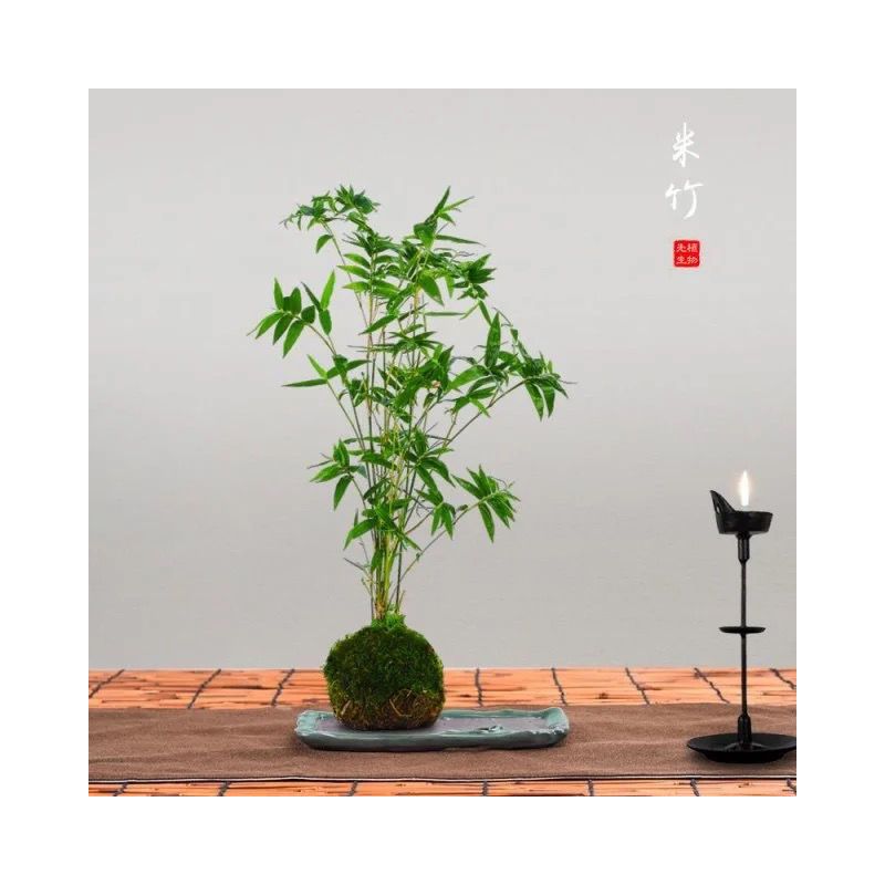 米竹盆景植物室内微景观米竹苗盆景竹子凤尾竹竹客厅米竹盆栽