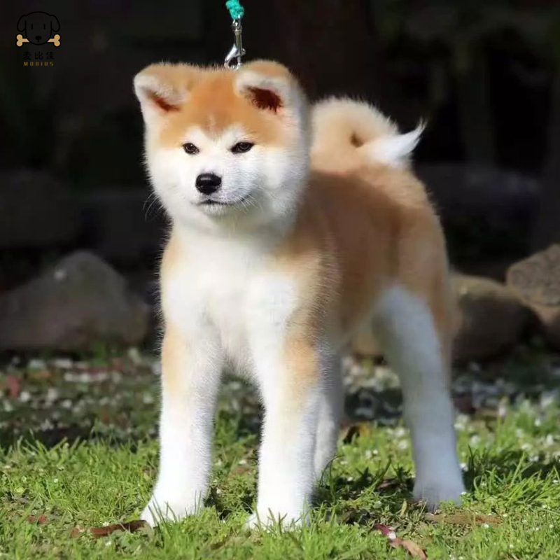 麦比佳 秋田犬幼犬 狗狗活体纯种双血统级大型犬秋田宠物狗 大骨架赛级高品质日系秋田看家护院忠犬八公狗视频挑选高清大图