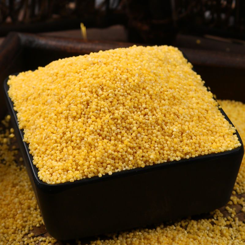 内蒙赤峰金苗小米5斤新农家小米粥黄小米五谷杂粮月子宝宝米500g 金苗