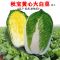大白菜籽种子籽孑抗热耐寒储存抗病东北棵棵18斤夏秋冬四季播蔬菜 颗颗十八斤[北京新三改良款]大白菜 [原装]600粒(5