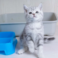 美短银虎斑猫 美短银虎斑猫 美短银渐层美短猫 美国短毛猫幼 猫美短虎斑猫咪 幼崽