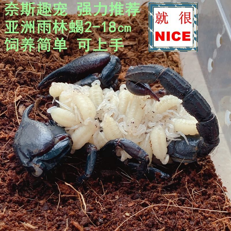 宠物蝎子亚洲雨林蝎超大黑蝎子学生宠物新手爬宠可上手送饲养套装