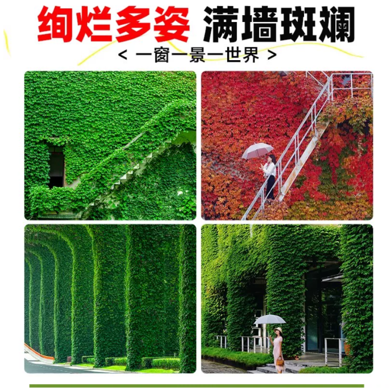 诚智旺 爬山虎 1m/棵高清大图