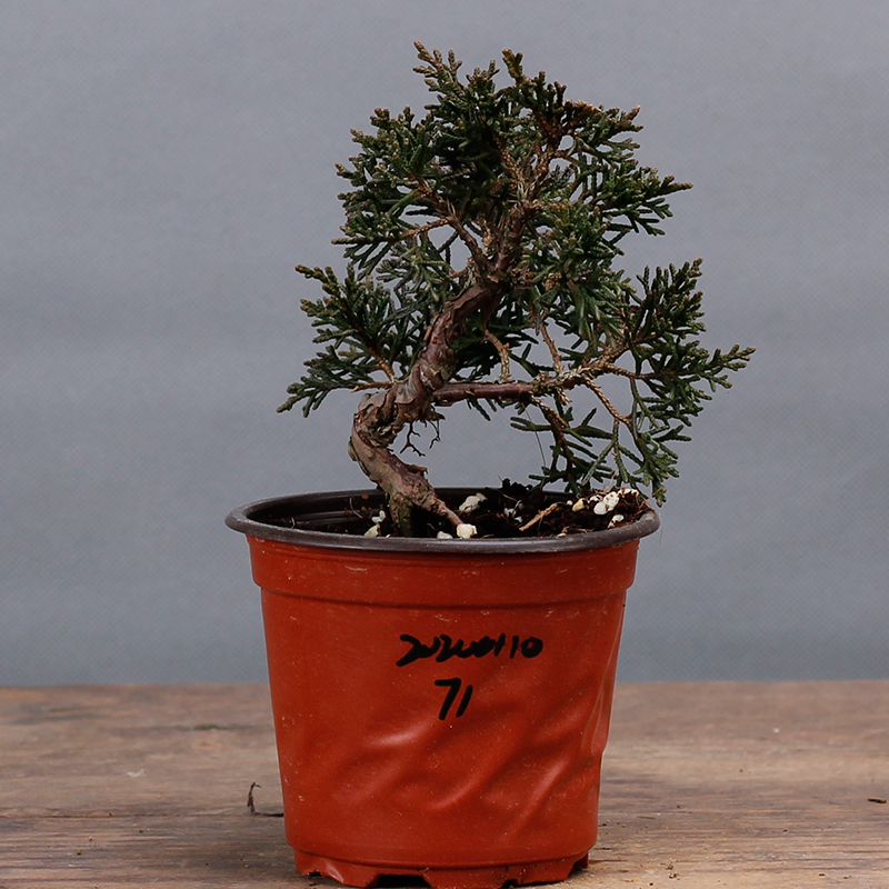 古达小盆景盆栽松柏盆景盆栽基地出品摆件一物一拍米白色0110 71高粗1 不含盆图片 高清实拍大图 苏宁易购