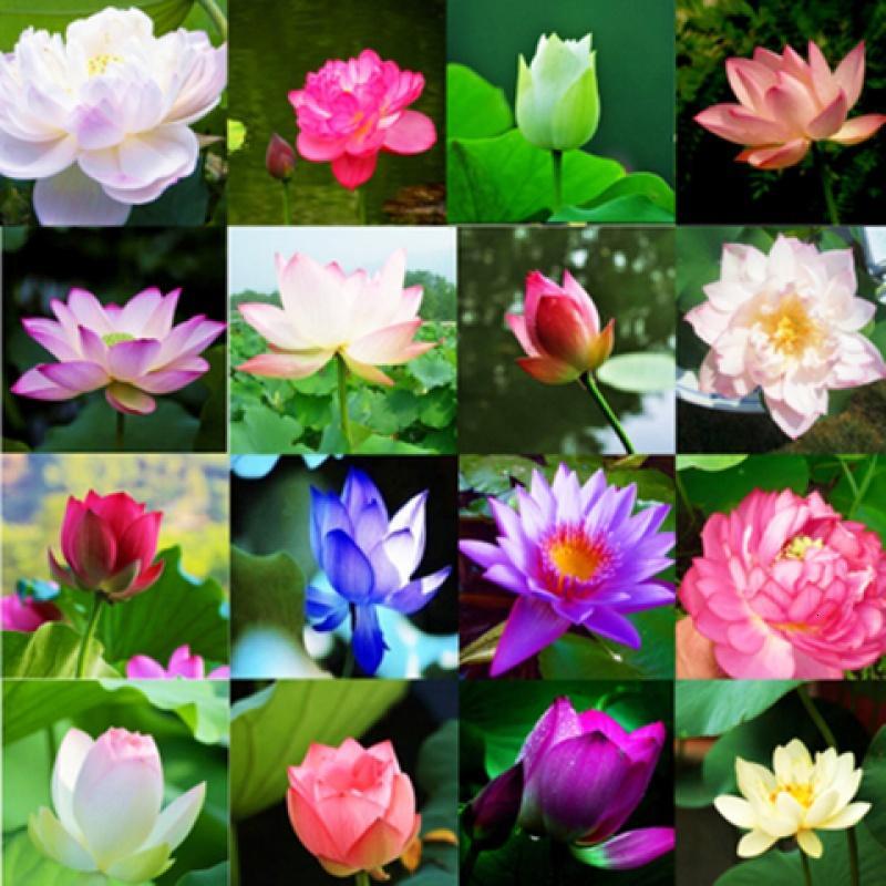 [买二送一][30粒碗莲种子+盆+营养液]培碗莲 荷花 莲花种子