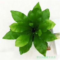 阔叶鸟巢蕨山苏花绿植花卉盆栽盆栽四季观叶植物小盆栽迷你植物黑色塑红色