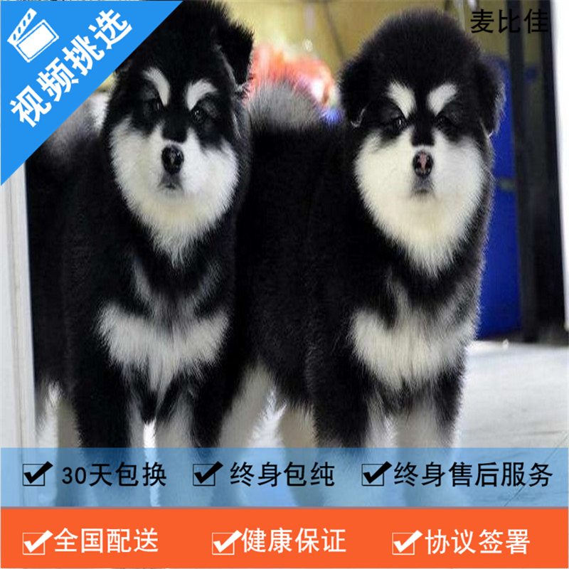 麦比佳 纯种巨型阿拉斯加幼犬活体宠物 熊版十字脸阿拉斯加雪橇犬 双血统烟灰色桃脸阿拉斯加幼崽 巨大型雪橇犬阿拉斯加犬55高清大图