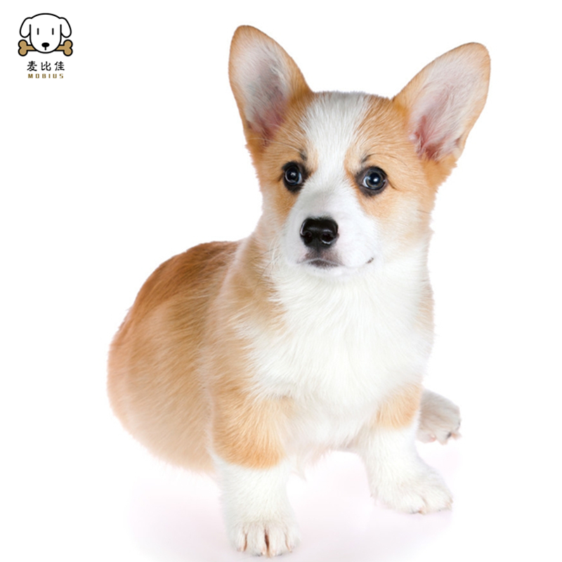 麦比佳 柯基犬活体 柯基犬幼犬狗狗活体 纯种血统双色三色小体柯基狗 威尔士短腿迷你后臀可爱狗狗视频挑选高清大图