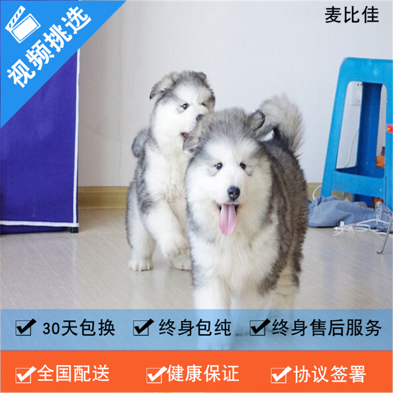 麦比佳 纯种巨型阿拉斯加幼犬活体宠物 熊版十字脸阿拉斯加雪橇犬 双血统烟灰色桃脸阿拉斯加幼犬巨大型雪橇犬阿拉斯加犬高清大图
