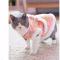 狗狗衣服冬季猫咪衣服可爱衣服过年衣服冬小型犬泰迪衣服宠物衣服 红色 S 1-3斤