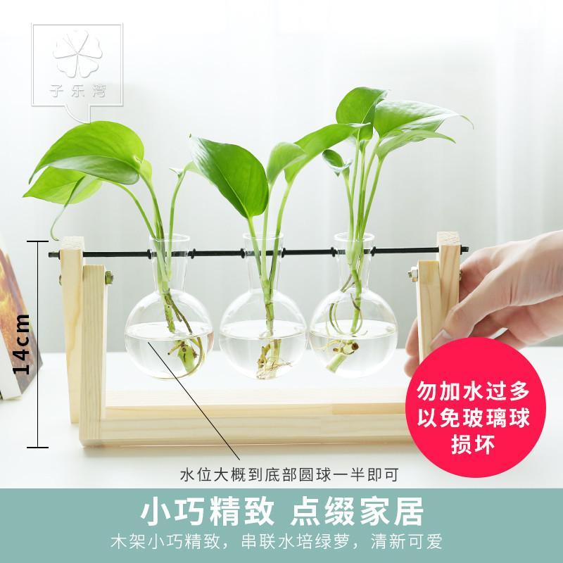 绿萝水培创意木架植物盆栽室内绿植办公室桌面摆件绿色植物小盆栽