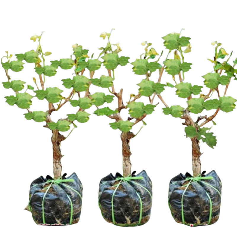 御恒泰 葡萄树 飓风无核白3-5年 棵高清大图