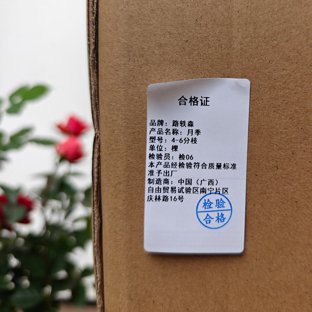 路轶森 月季 4-6分枝 棵高清大图