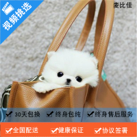 麦比佳 纯种哈多利系球体博美犬活体动物 茶杯博美狗 日系俊杰双血统长不大的茶杯狗白色博美犬 赛级博美犬活体狗狗纯种博美犬