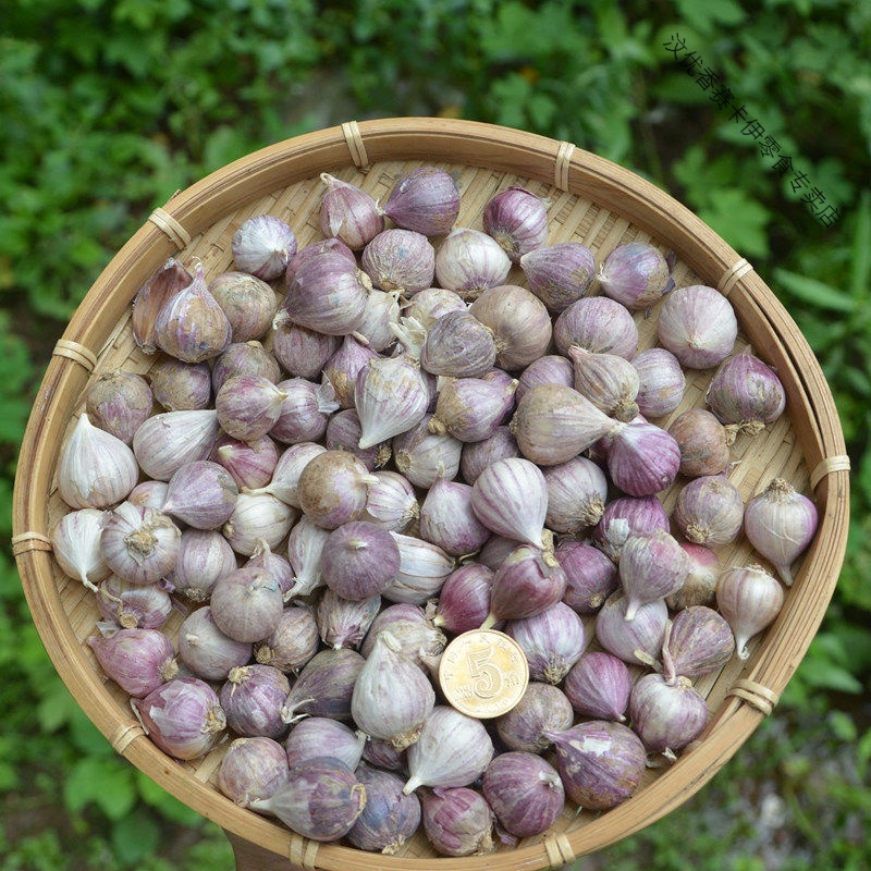云南大理独蒜紫皮迷你小独头蒜紫皮独头蒜大蒜头新蒜农家特产
